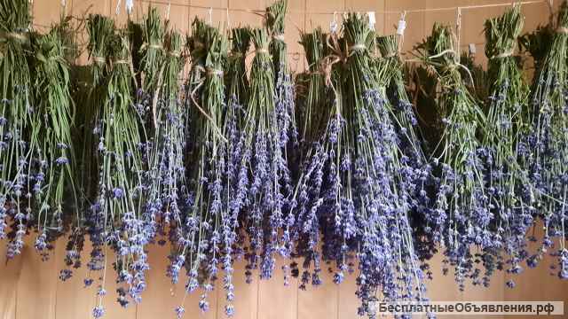 Лаванда в букетах