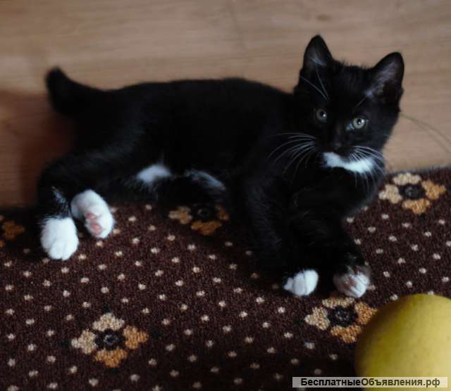 Курильский бобтейл. Котята