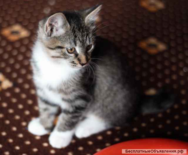 Курильский бобтейл. Котята