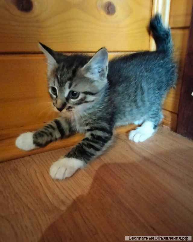 Курильский бобтейл. Котята