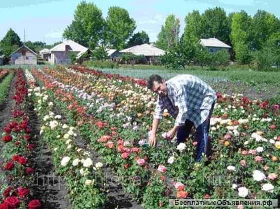 Саженцы роз элитных сортов Почтой России, ТК СДЭК и самовывозом из Домодедодово