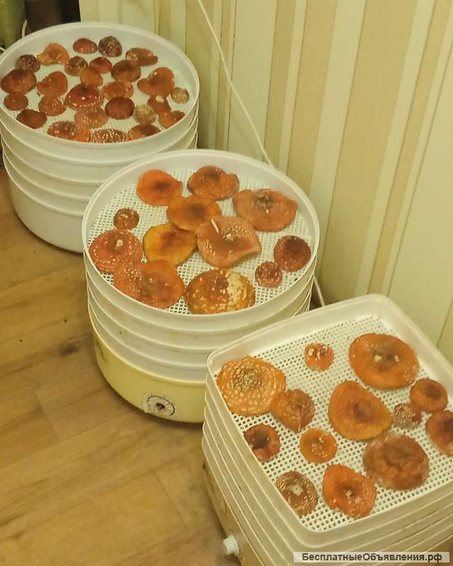 Сушеные мухоморы 2022 год