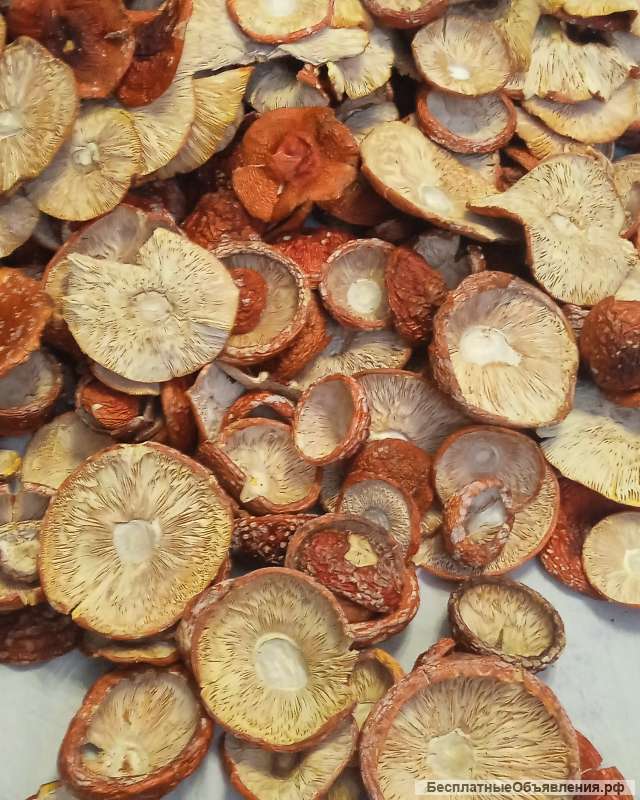 Сушеные мухоморы 2022 год