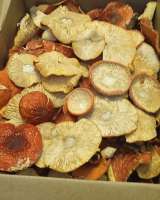 Сушеные мухоморы 2022 год