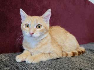 Прекрасная рыжая девочка Сакура ищет дом