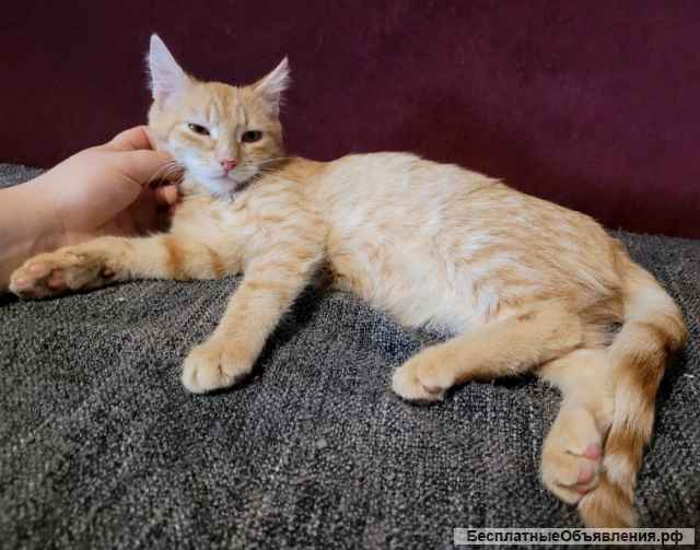 Прекрасная рыжая девочка Сакура ищет дом