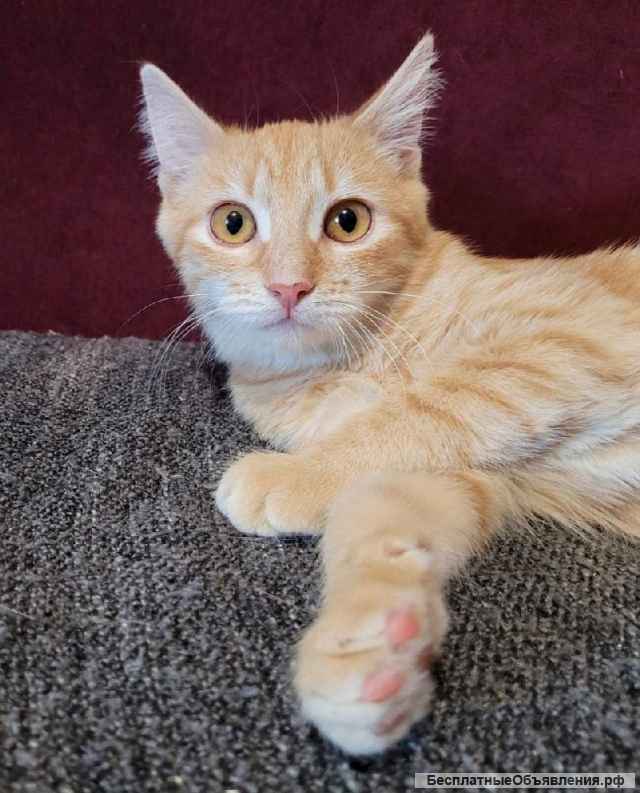 Прекрасная рыжая девочка Сакура ищет дом