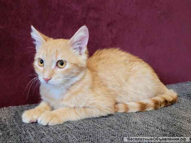 Прекрасная рыжая девочка Сакура ищет дом