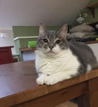 Ищет хозяина вот такое чудо в перьях - Рокси