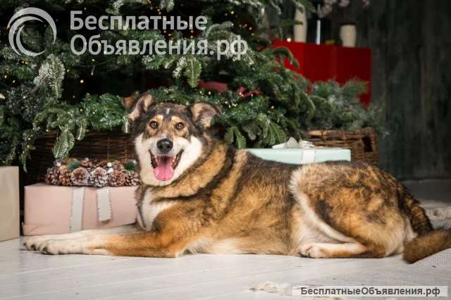 Чудесная собака Айка ищет дом