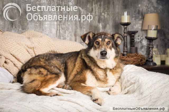 Чудесная собака Айка ищет дом