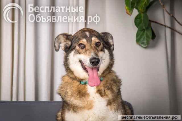 Чудесная собака Айка ищет дом