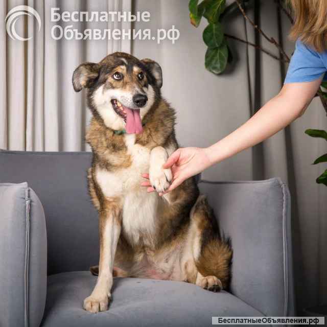 Чудесная собака Айка ищет дом