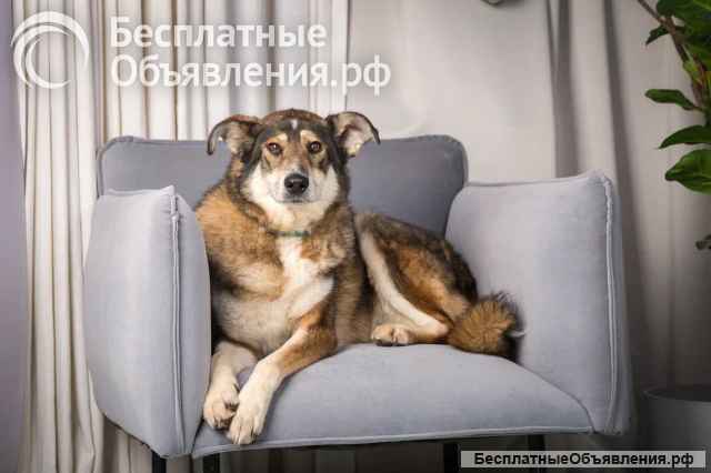 Чудесная собака Айка ищет дом