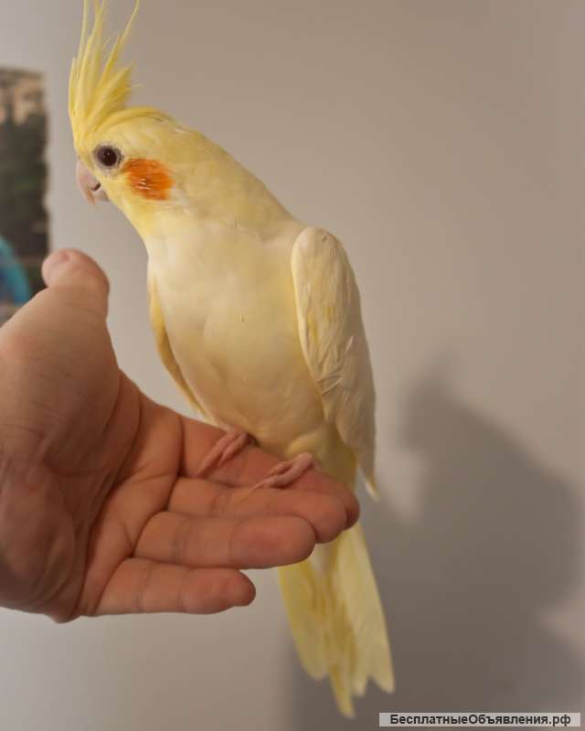 Попугай корелла ручной птенец выкормыш