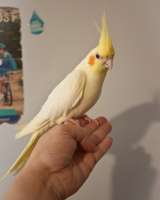 Попугай корелла ручной птенец выкормыш