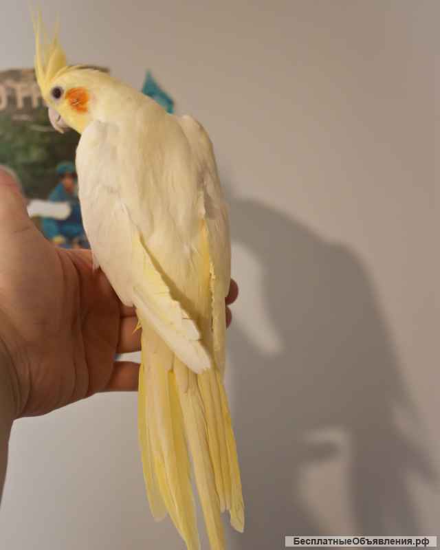 Попугай корелла ручной птенец выкормыш
