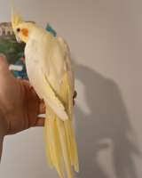 Попугай корелла ручной птенец выкормыш