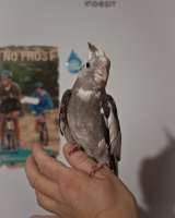 Попугай корелла ручной птенец выкормыш