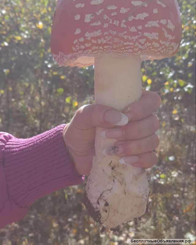 Сушеные шляпки красного мухомора