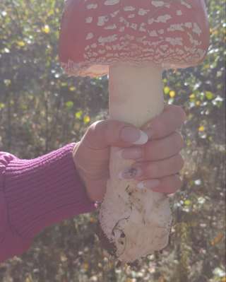 Сушеные шляпки красного мухомора