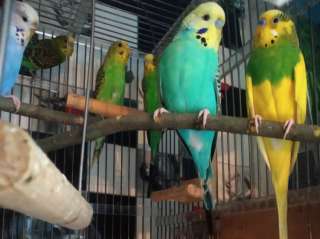 Волнистые попугаи-Получехи