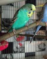 Волнистые попугаи-Получехи