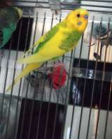 Волнистые попугаи-Получехи