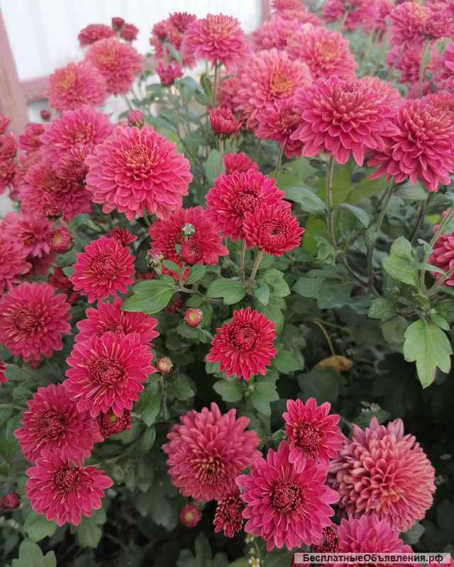 Саженцы хризантемы