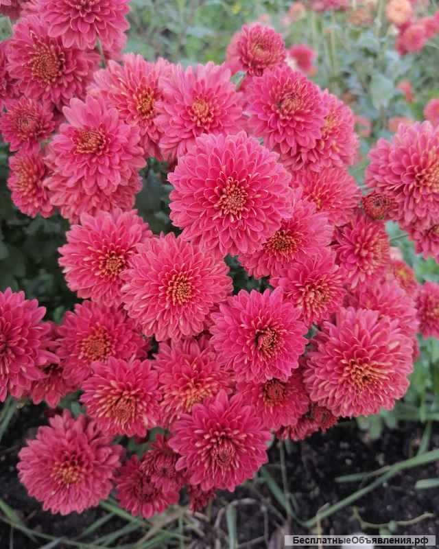 Саженцы хризантемы