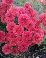 Саженцы хризантемы