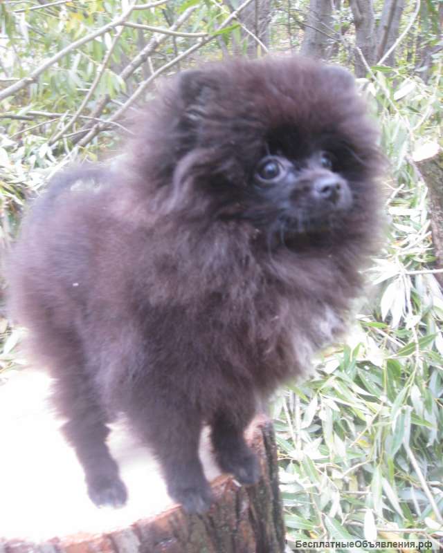 Друг для прогулки