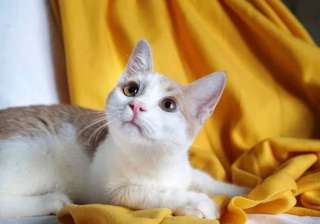 Красивый, игривый молодой котик Нежек в добрые руки