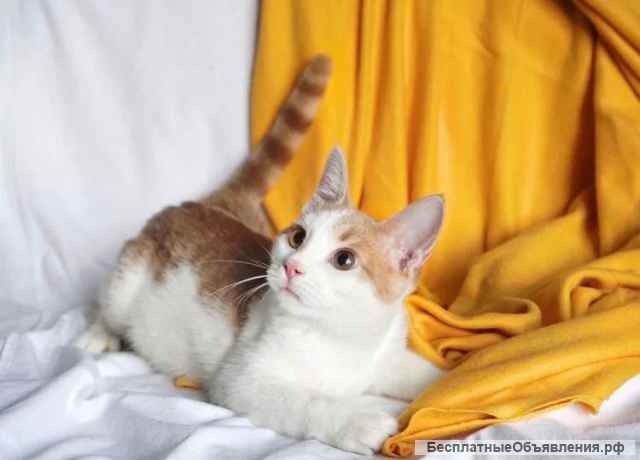 Красивый, игривый молодой котик Нежек в добрые руки