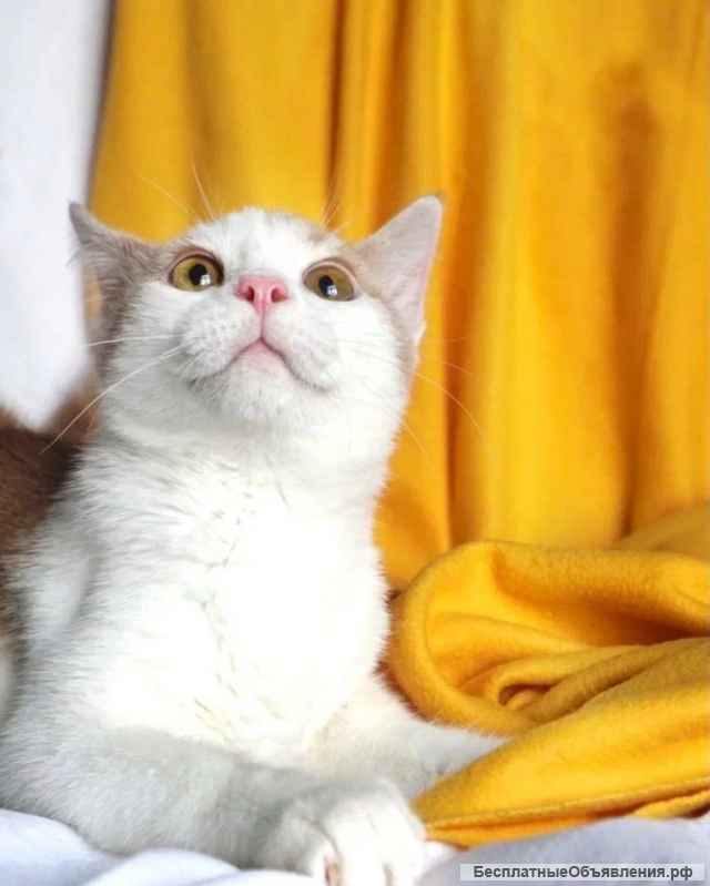 Красивый, игривый молодой котик Нежек в добрые руки