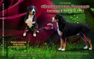 Большой Швейцарский Зенненхунд (щенки)