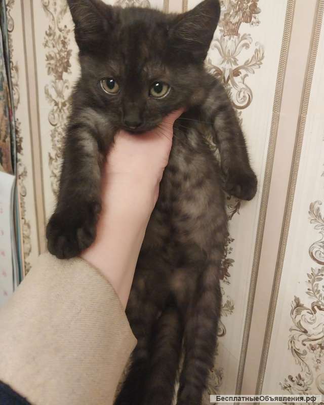 Маленький котёнок от домашней кошки в хорошие руки