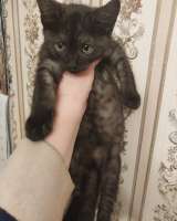 Маленький котёнок от домашней кошки в хорошие руки