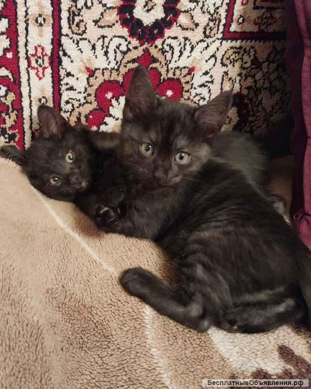 Маленький котёнок от домашней кошки в хорошие руки