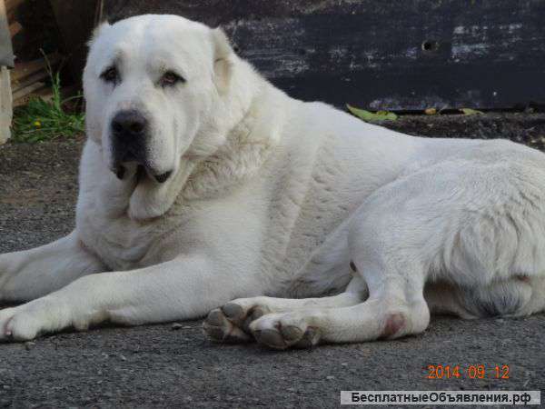 Щенки алабая