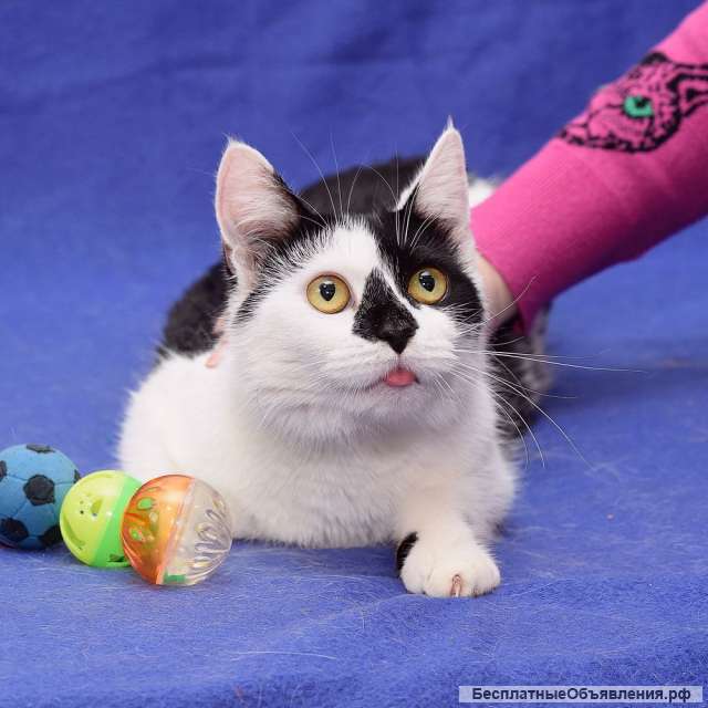 Милая годовалая кошка Гуччи в добрые руки