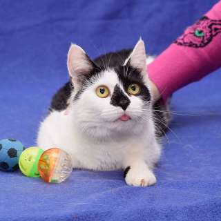 Милая годовалая кошка Гуччи в добрые руки