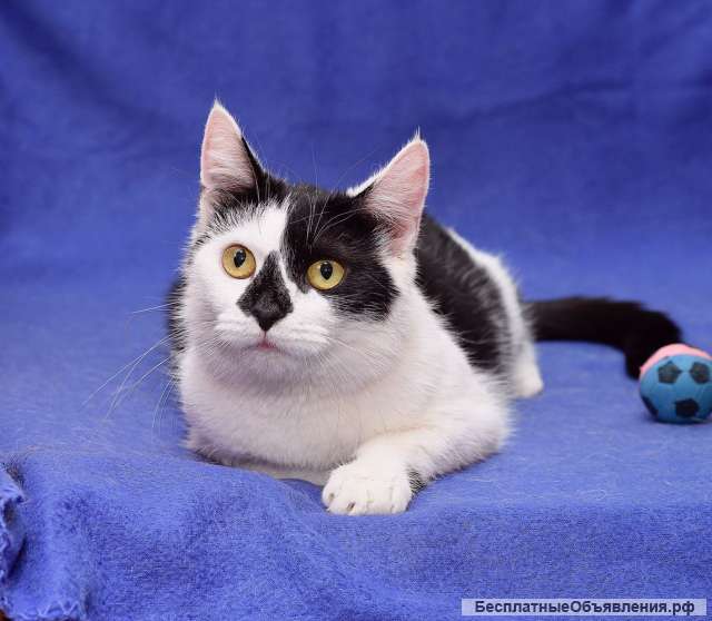 Милая годовалая кошка Гуччи в добрые руки