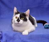 Милая годовалая кошка Гуччи в добрые руки