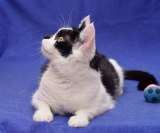 Милая годовалая кошка Гуччи в добрые руки