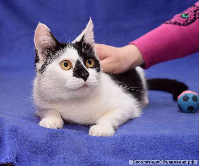 Милая годовалая кошка Гуччи в добрые руки