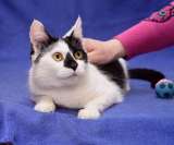 Милая годовалая кошка Гуччи в добрые руки