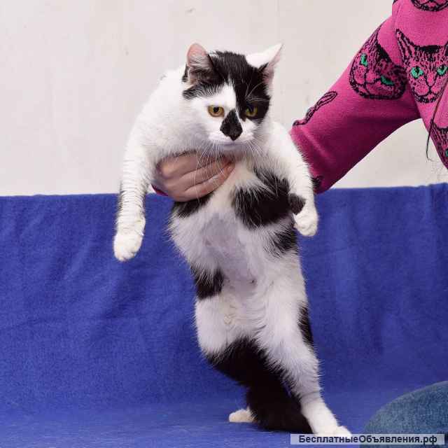 Милая годовалая кошка Гуччи в добрые руки