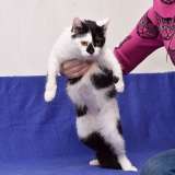 Милая годовалая кошка Гуччи в добрые руки