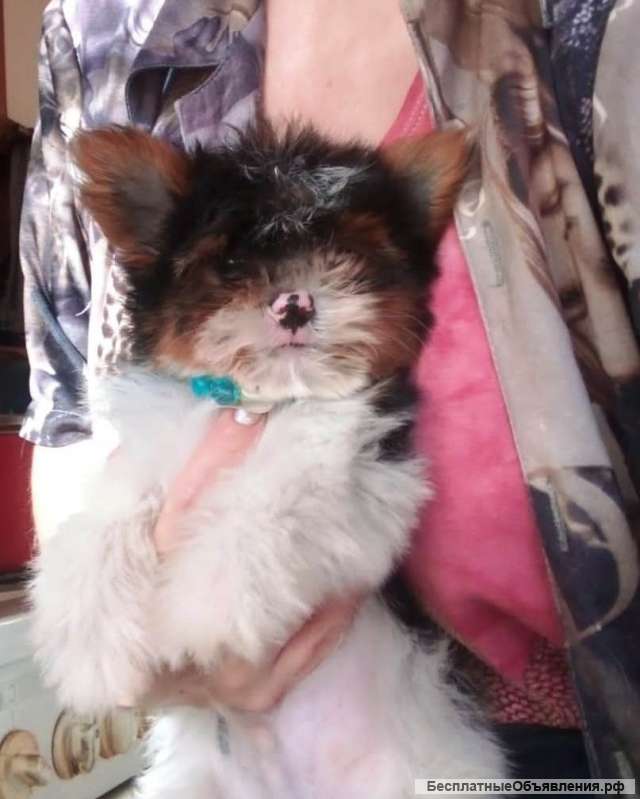 Бивер супер мальчик